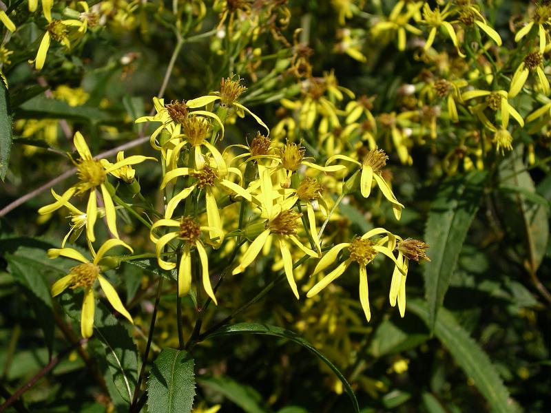 Flora 4.jpg